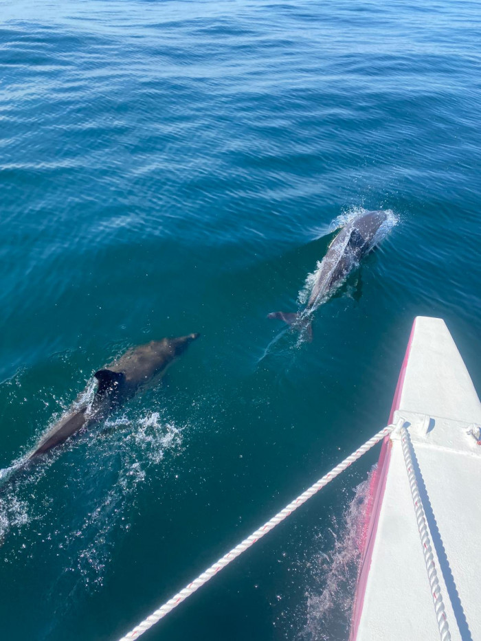 Demi-journée en Baie de Concarneau-11